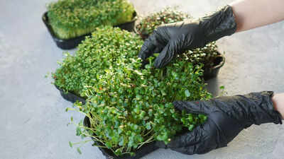 How to grow a Chia seed plant at home in simple steps (no soil or sand  needed!) | - Times of India
