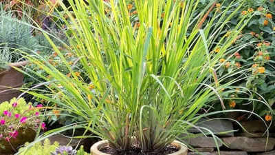 10 snake-repellent plants to keep in your yard | - The Times of India