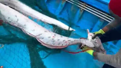 Rare 'doomsday fish' spotted in Tamil Nadu: Is it a sign of a disaster  ahead? | - Times of India