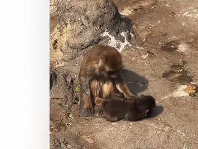 Want to meet Punch? The viral baby monkey with a plushie from Japan has  finally found friends and love - The Times of India