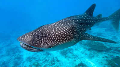 Whale Sharks: Scientists attach cameras to whale sharks, capturing how the world's  biggest fish hunts like never before - The Times of India