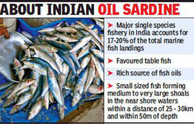 Indian Sardine Fish In Marathi
