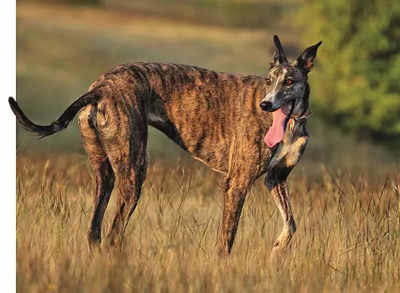 Mudhol hound running store speed