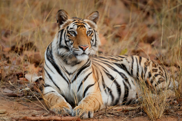 Uttar Pradesh: Dudhwa National Park closed for tourist now - Vimarsana News