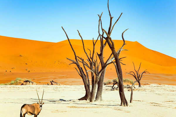 Namibia: Astonishing facts about Dead Vlei, the dark and dead natural wonder in Namibia, Namibia - Times of India Travel - Vimarsana News