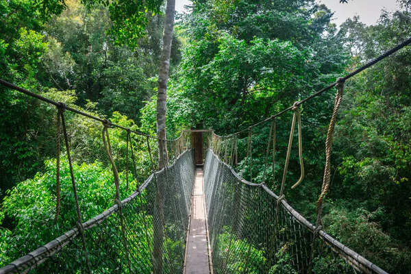 Walk the rainforest canopy in Sungai Sedim in Malaysia - Vimarsana News