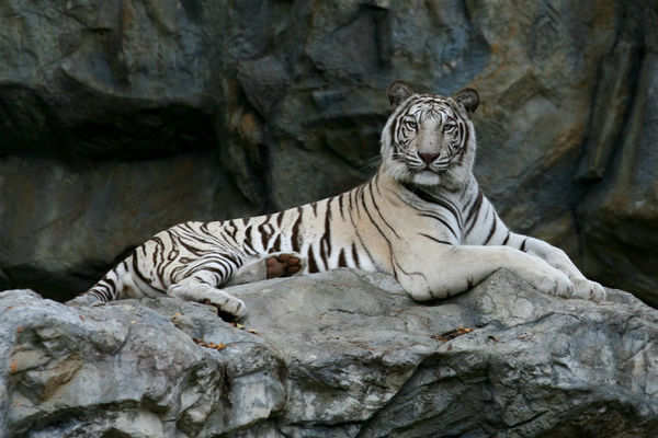 World's first white tiger sanctuary opens in India in bid to