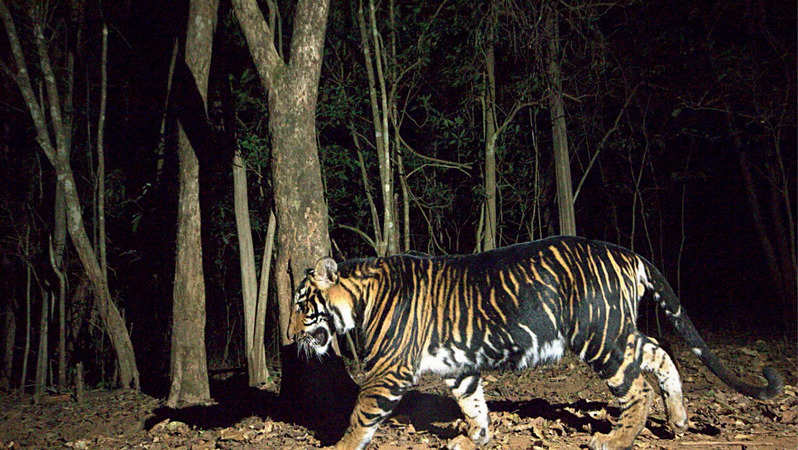 Similipal Tiger Reserve: Black Tigers Thriving In Similipal Tiger ...