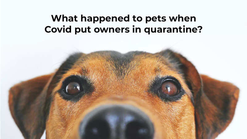 What happened to pets when Covid put owners in quarantine? | India News -  Times of India