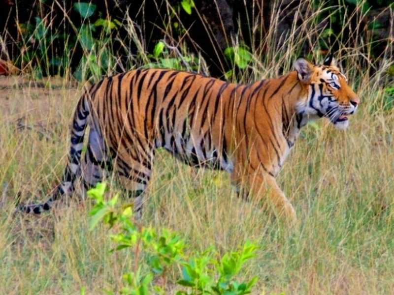 Bandhavgarh National Park in Madhya Pradesh | Times of India Travel