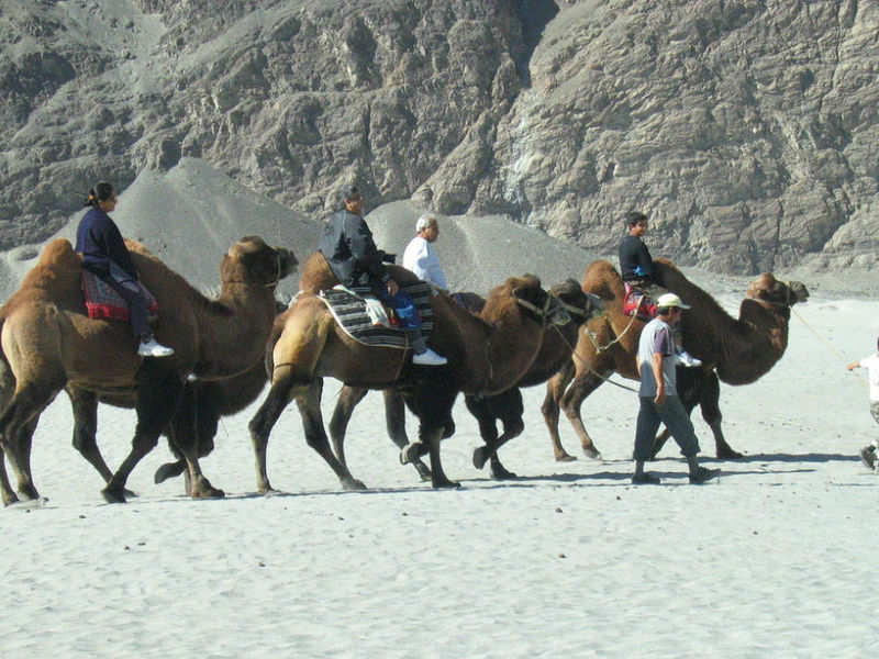 camel safari in ladakh price
