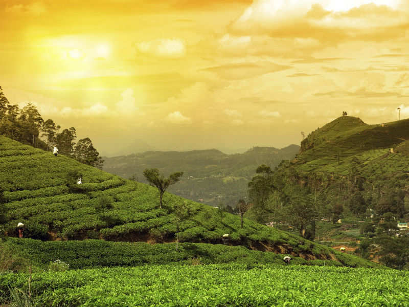 Assam Tea gardens | Times of India Travel