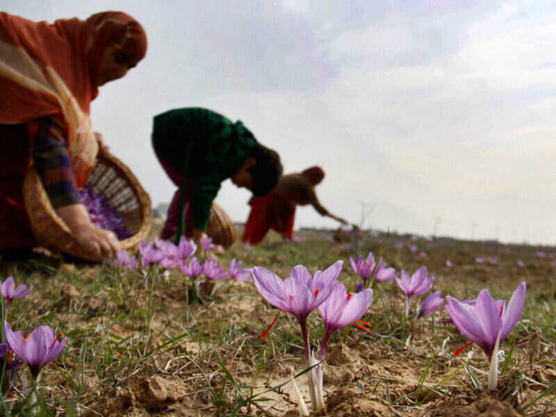 Saffron fields Srinagar Get the Detail of Saffron fields on Times of