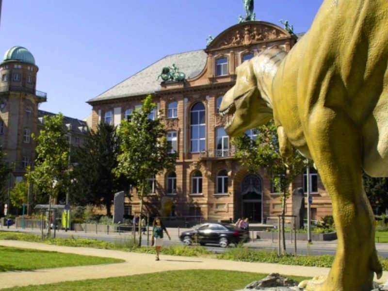 The Senckenberg Museum Of Natural History - Frankfurt: Get The Detail ...