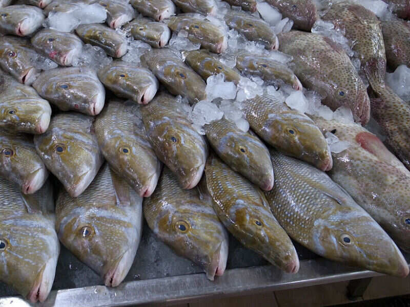 Port Zayed Fish Market Abu Dhabi Get the Detail of Port Zayed Fish