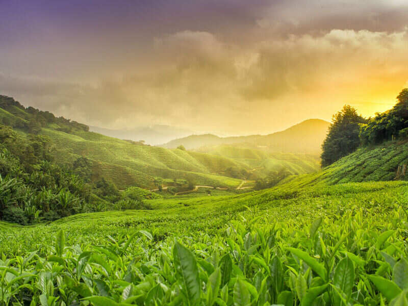 Uttarakhand government takes to tea cultivation Uttarakhand
