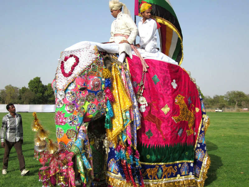 This Holi, do not miss the Elephant Festival in Jaipur | Times of India ...