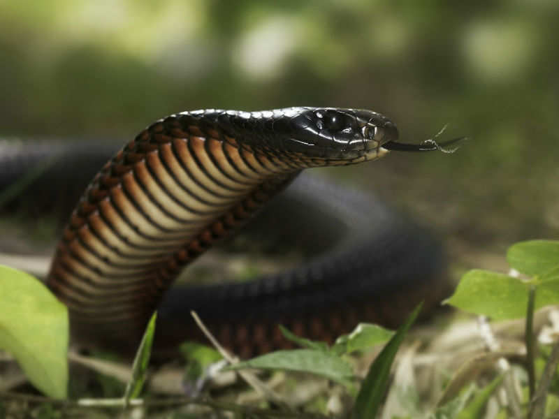 In this remote village in Maharashtra, snakes go freely from house to ...