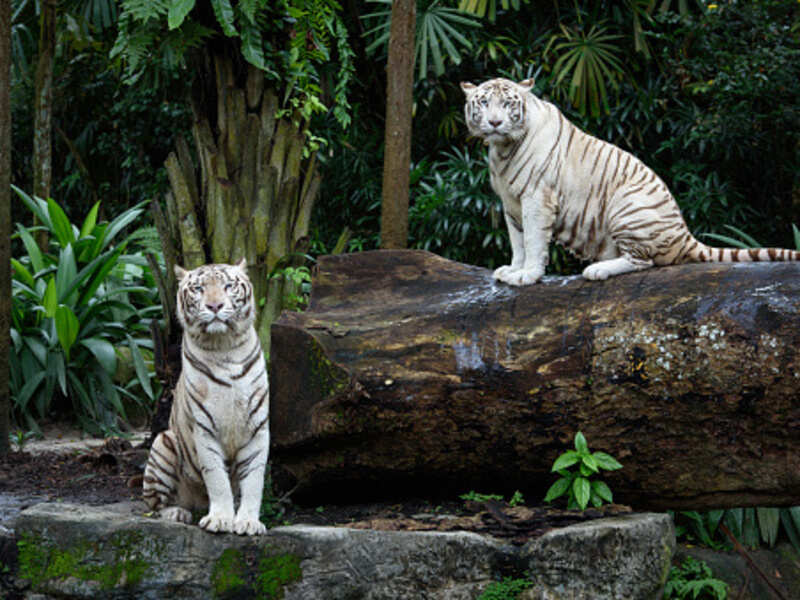 best zoo safari in india