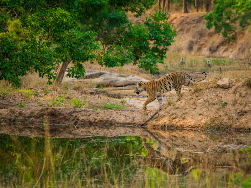 sariska tiger reserve jungle safari
