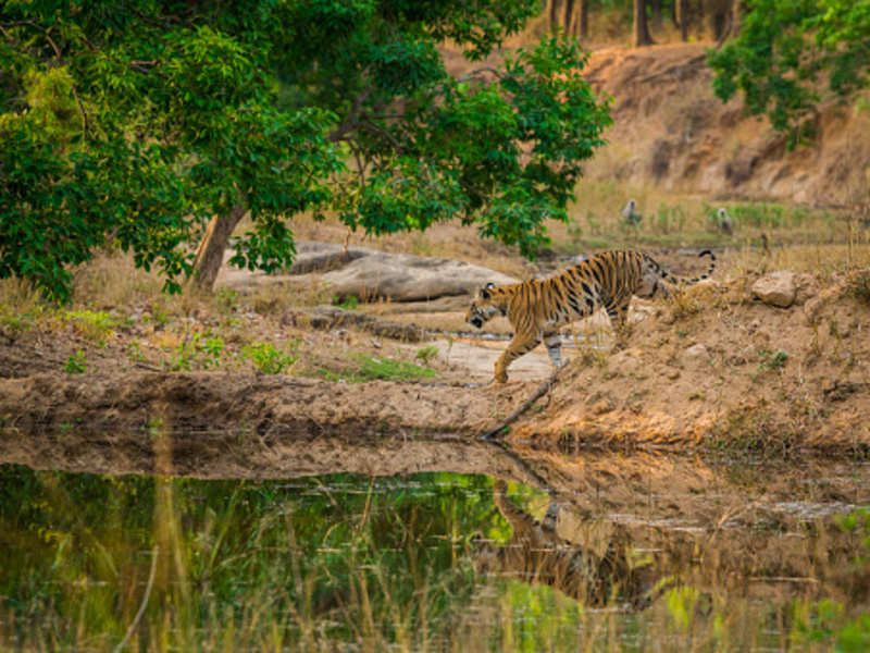 Sariska Tiger Reserve To Open New And More Thrilling Safari Routes 