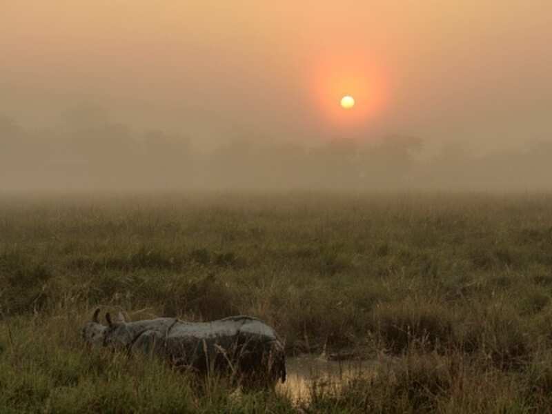 Assam Longest Flyover In India Planned To Protect The Wildlife At 